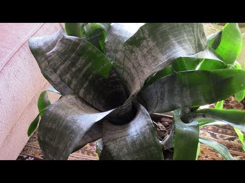 Видео: Мои растения в апреле 2019 года.  Фильм 1.