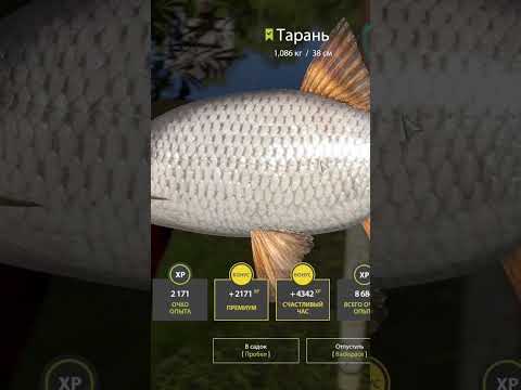 Видео: Тарань #fishing #рр4 #гдеклюёётрр4стримлю