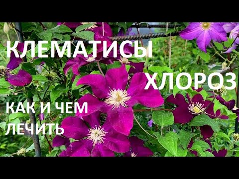 Видео: ХЛОРОЗ  У КЛЕМАТИСОВ.  КАК и ЧЕМ ЛЕЧИТЬ???  ЭТО ПРОСТО !!!