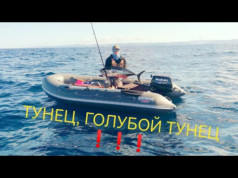 Видео: Ловля голубого тунца (bluefin tuna) в Татарском проливе!