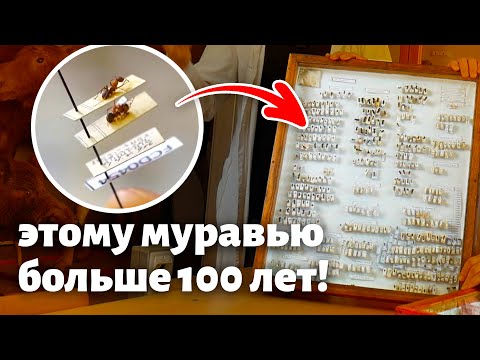 Видео: Мы восстановили энтомологическую коллекцию возрастом более 100 лет! Как это сделать правильно?