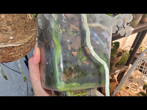 Видео: Корни орхидей больше Гнить не будет❗ ОЧИЩАЮ ГОРШКИ от Водорослей и ГНИЛОЙ ТИНЫ