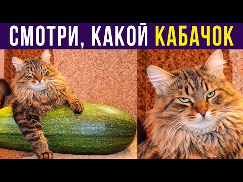 Видео: Приколы. Смотри, какой КАБАЧОК! | Мемозг #381