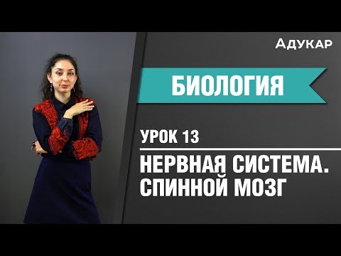 Видео: Спинной мозг | Нервная система | Биология ЦТ, ЕГЭ