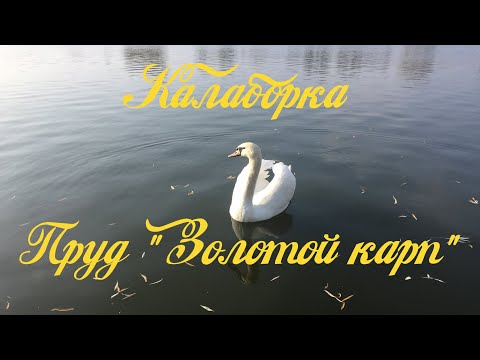 Видео: Рыбалка в конце октября. Калаборка пруд «Золотой карп»