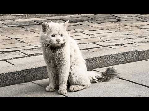 Видео: Бездомная кошка ждала шесть месяцев, веря, что девушка, кормившая её, вернётся и заберёт.