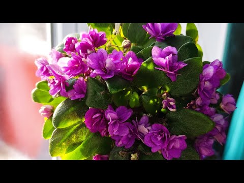 Видео: Волшебные изменения фиалок 🤷. Про спорты в коллекцииях . Фиалки у Алисы.