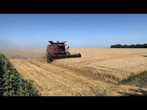 Видео: Жнива пшениці 2024. 🌾 результат є❗️