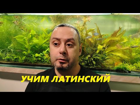 Видео: Латынь и Аквариум