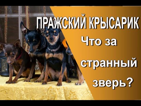 Видео: Пражский крысарик. Большой ум в маленьком теле.