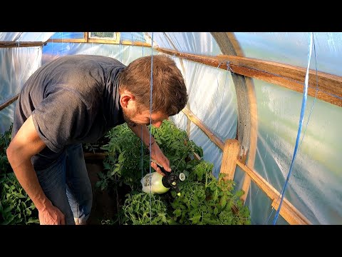 Видео: Как защитить помидоры от фитофторы. Без химии.