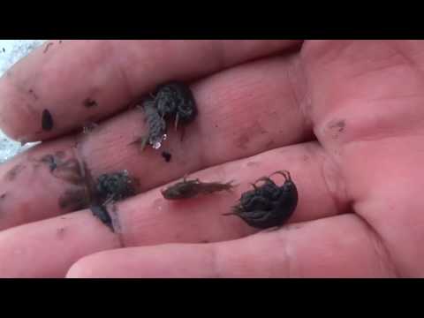 Видео: Ловишь на мормыша? Смотри как добывать и хранить.