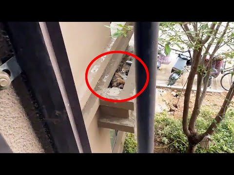 Видео: Кошка-мама родила котят за моим окном и в итоге оставила мне одного.