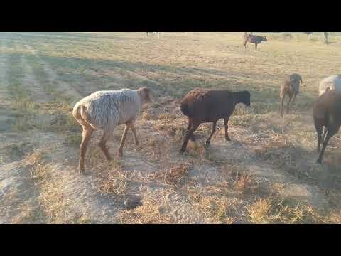 Видео: 11 ноября 2025 г.