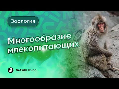 Видео: Тема №6: отряды млекопитающих
