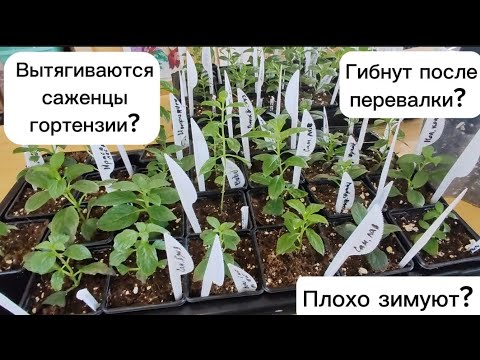 Видео: Перевалка саженцев гортензии: самая ЧАСТАЯ ПРИЧИНА гибели и как её избежать. Как пережить зиму? ❄️☃️