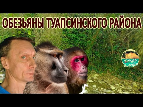 Видео: Обезьяны в лесах Туапсе