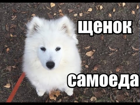 Видео: Щенок самоеда. Первые дни дома. Ответы на первые вопросы
