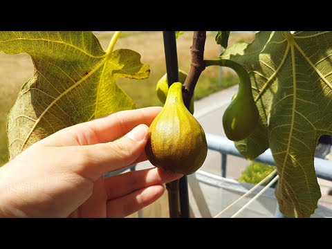 Видео: ИНЖИР и голубика на БАЛКОНЕ. Средства от паутинного клеща в Германии. Зелень, виноград в горшках