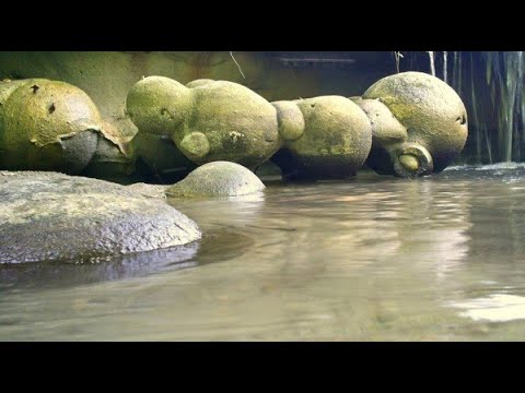 Видео: Живые камни - это реальность.