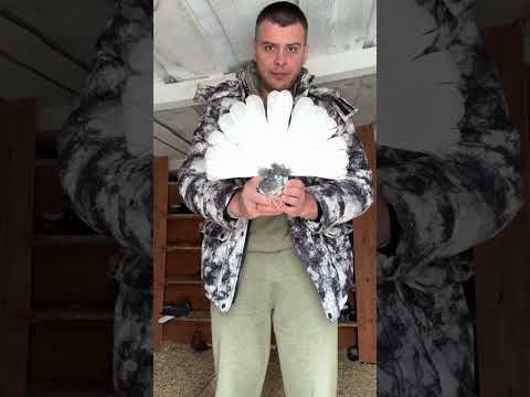 Видео: Голуби Тамбова ! С Новым годом , друзья! 🙏