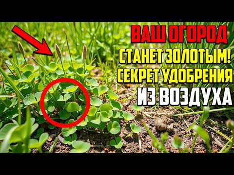 Видео: Этот Секрет Сделает Вашу Почву Золотой За Одну Осень!