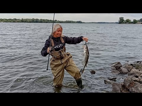 Видео: ВОТ ЭТО МЫ ПОПАЛИ! ТРЭШ-РЫБАЛКА НА ДНЕПРЕ! Ловля судака осенью с берега! Рыбалка на спиннинг 2022