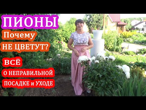 Видео: Почему НЕ ЦВЕТУТ ПИОНЫ? СКРУЧИВАЮТСЯ ЛИСТЬЯ и ВЯНУТ БУТОНЫ? Неправильный уход, болезни и вредители!