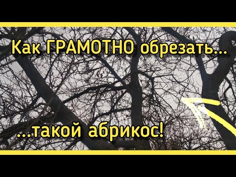Видео: Как ПОНИЗИТЬ старый абрикос 30+ лет или как ОМОЛОДИТЬ абрикос старый ГРАМОТНО?