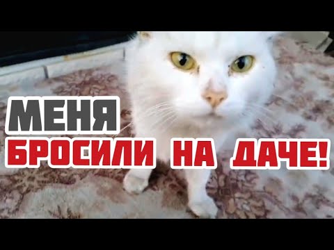 Видео: Сегодня больной кот стал бездомным /брошен на даче в зиму / help save the cat