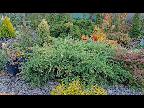 Видео: 🌿Ялівці в нашому садочку 🌿