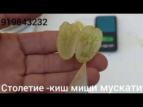 Видео: Ангури навьи Столетие.