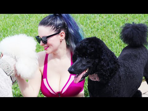 Видео: Стоит ли заводить стандартного пуделя? Хотите собаку, которая умеет читать мысли? | PHYRRA