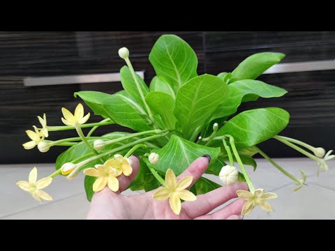 Видео: Обзор 2.  Мои растения на кухне и в комнате.