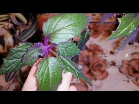 Видео: 💜ВСЁ фиолетово.💜Мои цветы фиолетово-розовых оттенков.💜Комнатные цветы в декабре.💜