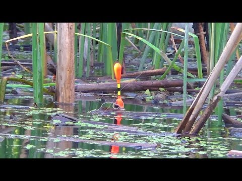 Видео: КАРАСЬ НА АНАНАС! ВОТ ЭТО ЛАПТИ! РЫБАЛКА В КАМЫШАХ на крупного карася ! Ловля на поплавок с лодки