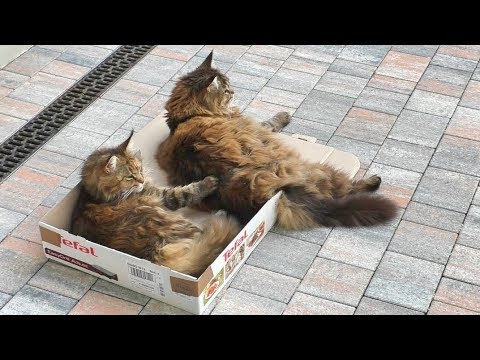 Видео: Котики делят коробку