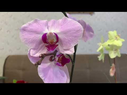 Видео: Орхидея гөле турында бакчачы Рәмзия Ахмадуллина сөйли