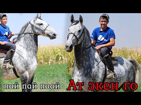 Видео: Мына АТ ЭЛЕБИ😱 АКУЛА ЧЫКТЫ ЗАКАДА