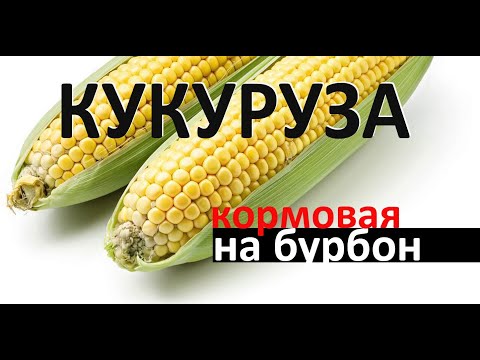 Видео: Бурбон из кормовой кукурузы