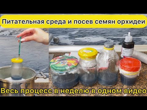 Видео: Хороший рецепт питательной среды и Посев семян орхидеи №1