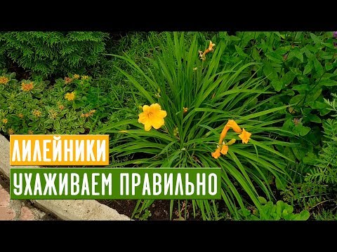 Видео: Все, что нужно знать о лилейниках 🌺 Мои любимые сорта / Садовый гид