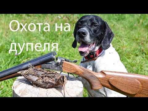Видео: Охота на дупеля с английским пойнтером