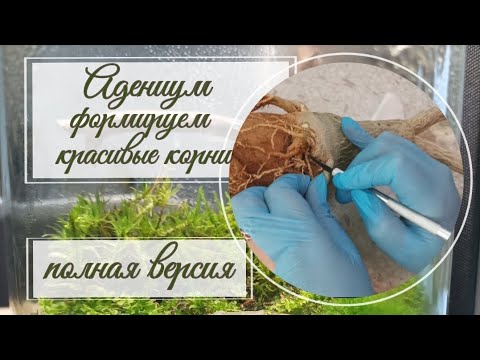 Видео: Адениум. Как сформировать красивые корни, обрезка корней. Полная версия.
