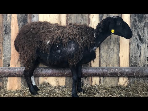 Видео: Лишай и чесотка у овец