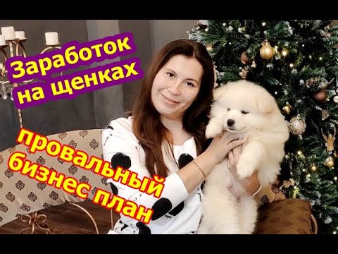 Видео: Зарабатываем на щенках. Бизнес план заводчика, объясняю почему на щенках не заработать.