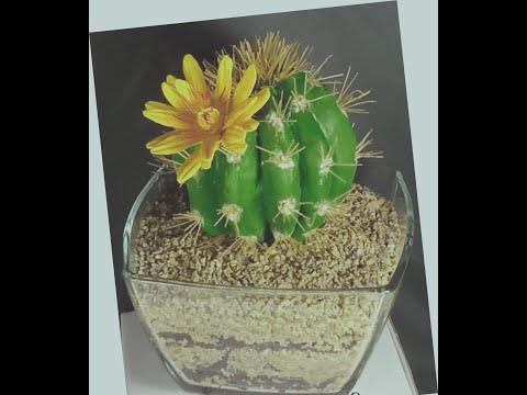 Видео: Эхинокактус из холодного фарфора (Echinocactus)