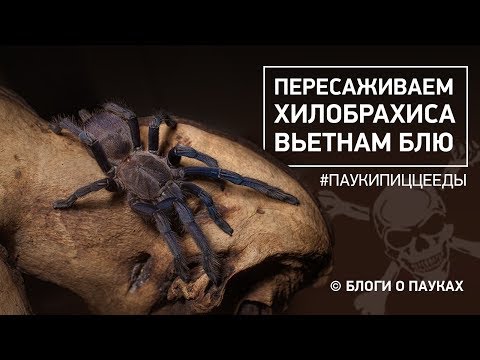 Видео: Пересадка Вьетнама Блю