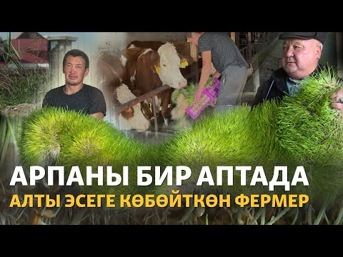 Видео: Жем-чөптү үнөмдөгөн жаңы тоют