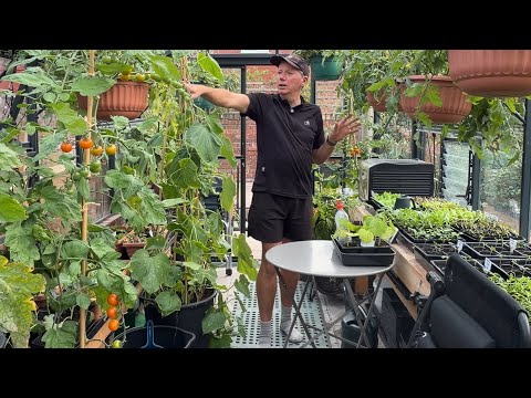 Видео: Выращивание в зимних теплицах и парниках ~ рассада, томаты и огурцы